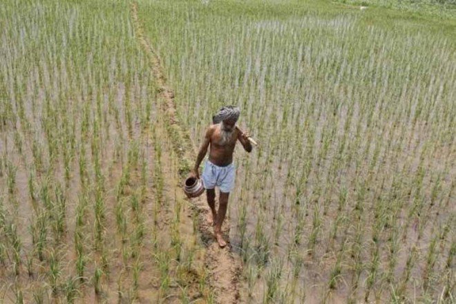 Indian farmer walking through his farm land. (Representative Photo: PTI)