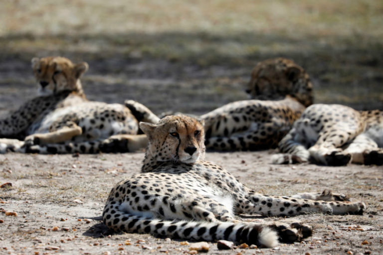 New home for African cheetah in India and its Chhattisgarh connection!