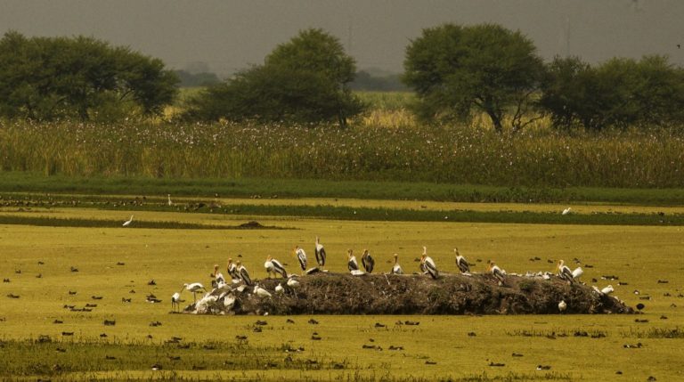 Wetlands: India gets 10 more Ramsar sites