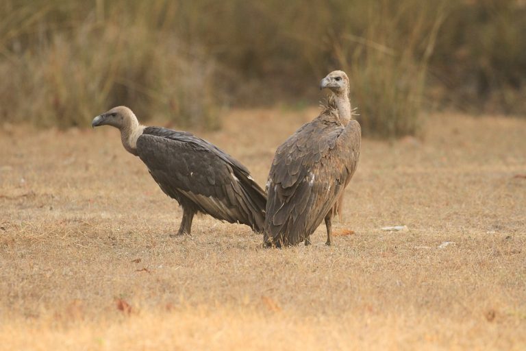 State of India’s Birds 2020: More Peacocks and Sparrows, fewer Vultures and Eagles