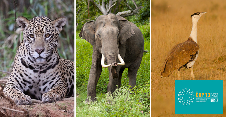 Asian Elephant, Jaguar and Great Indian Bustard added to Global Wildlife Agreement