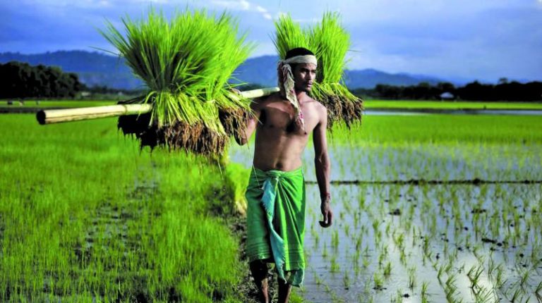 An Indian paddy farmer carrying rice saplings for transplantation. (Representational image) (Photo: AP)