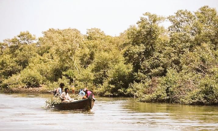 Sindh islands are covered by mangrove forests and are home to thousands of rare species of birds, animals and fishes.