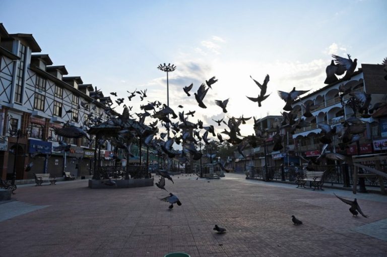 Pigeons flying in Srinagar during lockdown due to the COVID-19 pandemic. (Representative Photo: AFP)