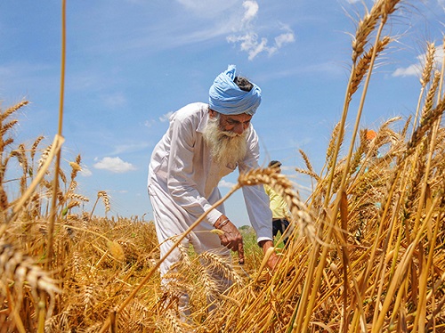 A farmer harvesting his wheat crop in Punjab. (Representative photo: PTI)