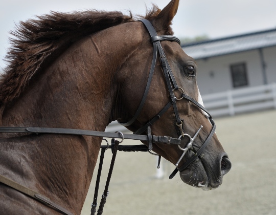 Canadian Equitation Equation Introduction: Langley, Horse Capital of B.C.