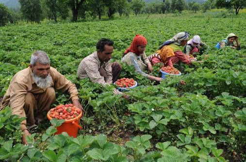 Food price much higher in POK than in Indian Kashmir