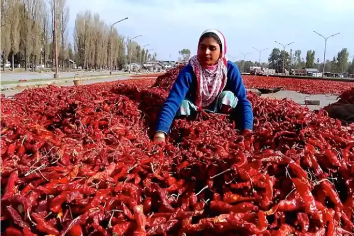 Women Indian farmer doing well