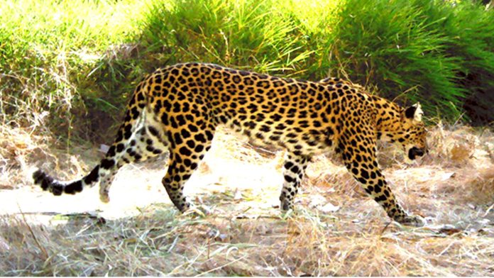 danger of extinction of indochinese leopard