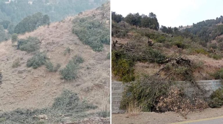 Chopped Oak trees in Upper Waziristan