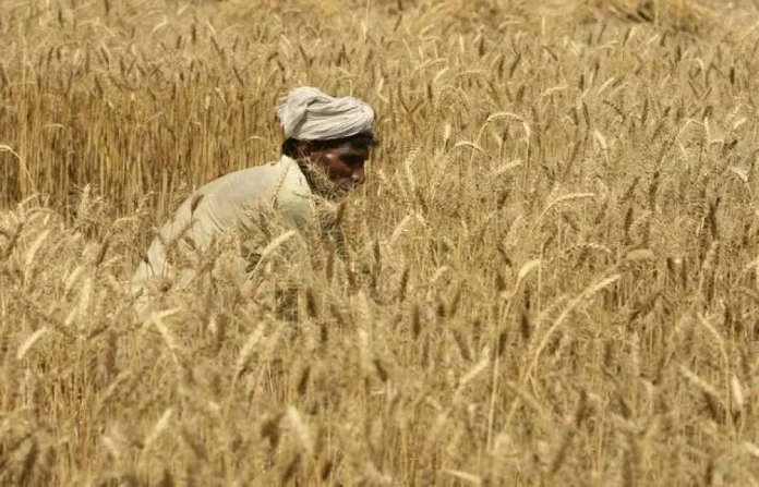 Farmers Call for Wheat Protest Across Pakistan